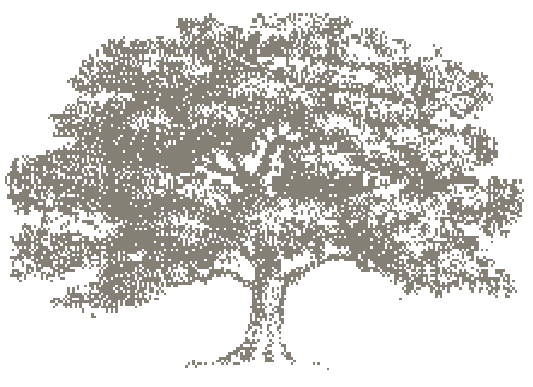 Drzewo